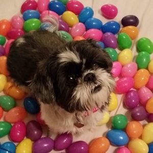 Meet your Posher, Susan